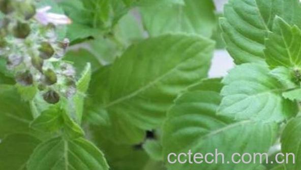 圣罗勒的功效与作用 圣罗勒的药用价值-1