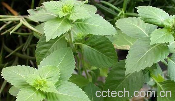 圣罗勒的功效与作用 圣罗勒的药用价值-0