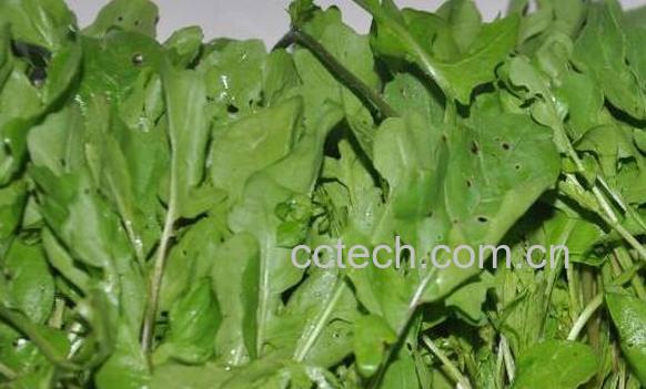 东北臭菜的功效与作用 东北臭菜的食用禁忌-1