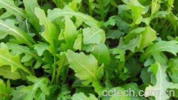 东北臭菜的功效与作用 东北臭菜的食用禁忌-0