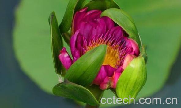 睡莲杆怎么做好吃 莲杆怎么炒-1