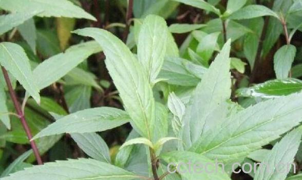 地笋叶子的功效与作用-0