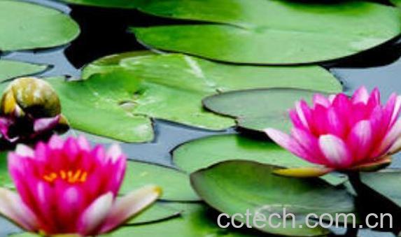 睡莲杆怎么做好吃 莲杆怎么炒-0