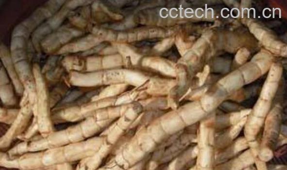 地笋的功效与作用 地笋的食用方法-0