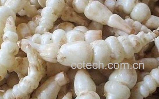 地笋的功效与作用 地笋的食用方法-1