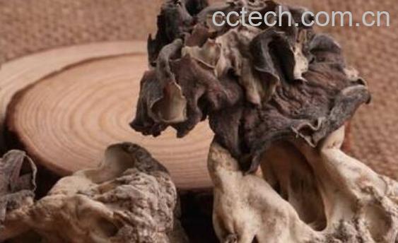 巴楚蘑菇的功效和作用-0