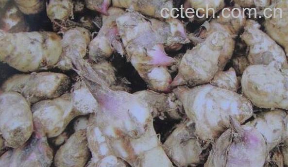 焦藕的功效与作用 焦藕的药用价值-1