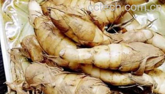 焦藕的功效与作用 焦藕的药用价值-0