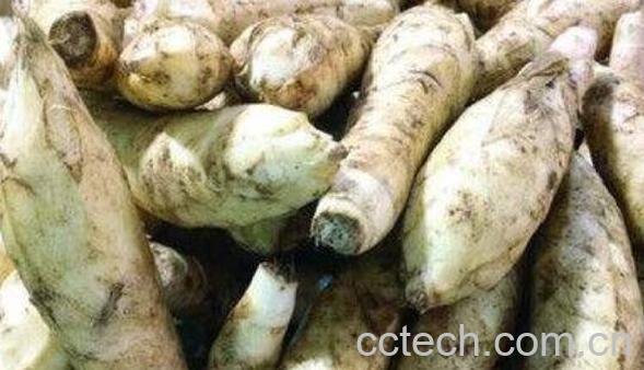 竹芋粉的功效与作用-1