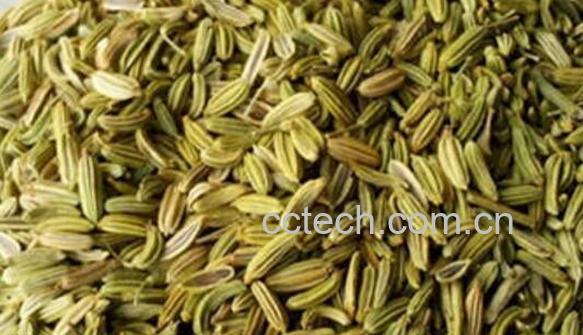 大茴香籽和小茴香籽的区别-0