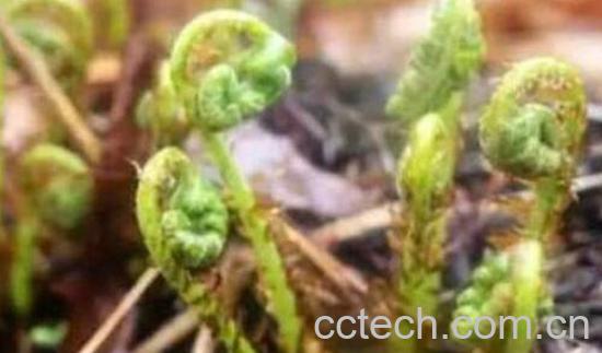 猴腿菜的功效与作用 猴腿菜的禁忌-0