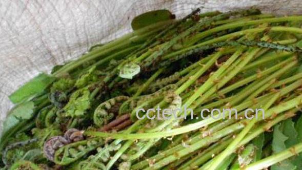 猴腿菜的功效与作用 猴腿菜的禁忌-1