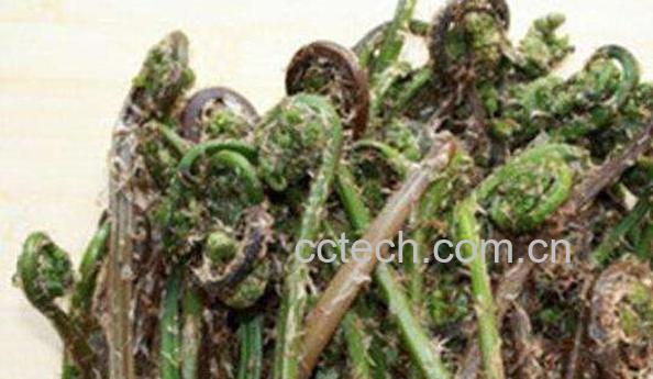 蕨菜和猴腿的区别 吃蕨菜的好处-0