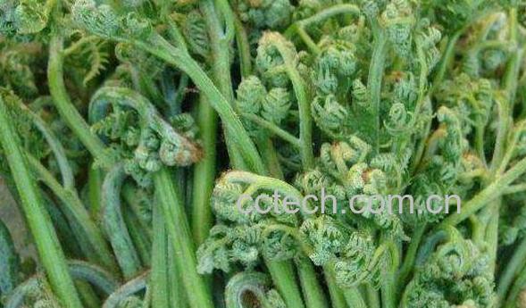 猴腿菜怎么去毛 猴腿菜怎么保存-1