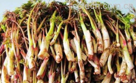 蕨菜和猴腿的区别 吃蕨菜的好处-1
