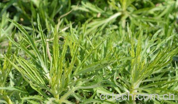 柳蒿芽的作用与功效-0