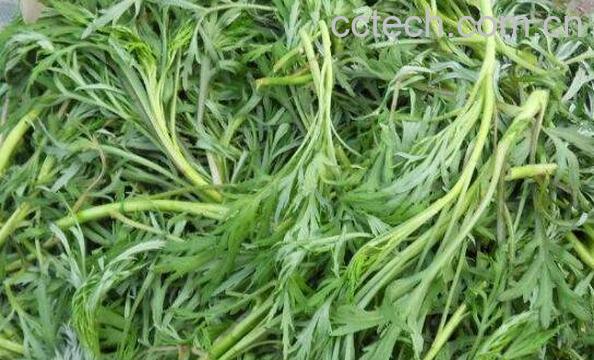 柳蒿芽的作用与功效-1