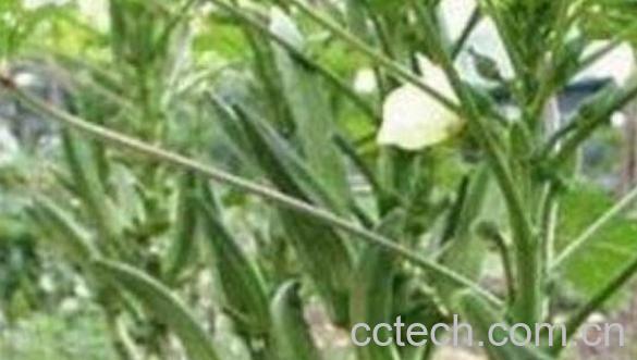 男人吃秋葵有什么好处与坏处-1