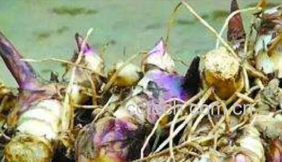 姜藕的功效和作用 姜藕的副作用-0