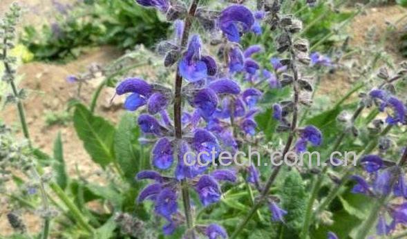 香青兰的功效与作用-0