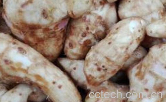 姜藕的功效和作用 姜藕的副作用-1