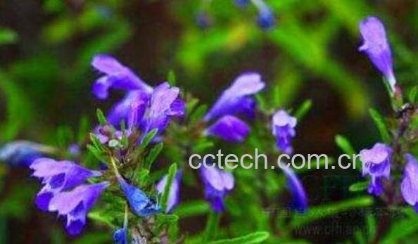 香青兰的功效与作用-1