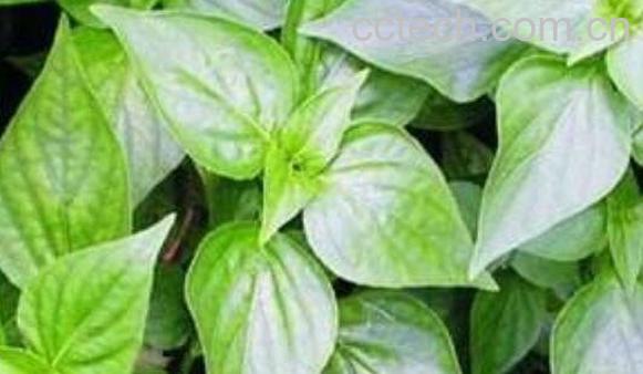 苦爹菜的功效和作用-1