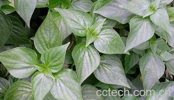 苦爹菜的功效和作用-0