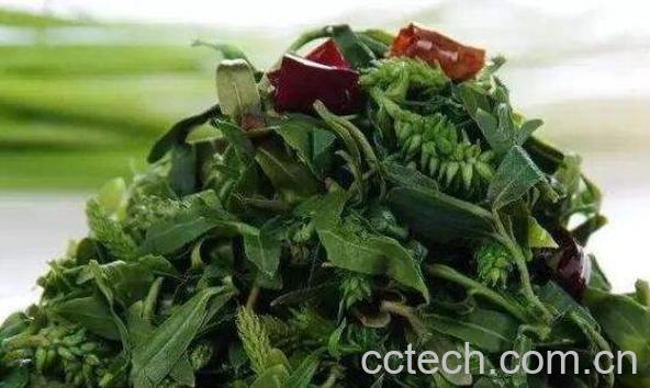 苦乐芽的作用功效-0