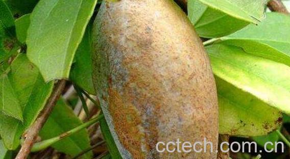 八月白的功效与作用-0