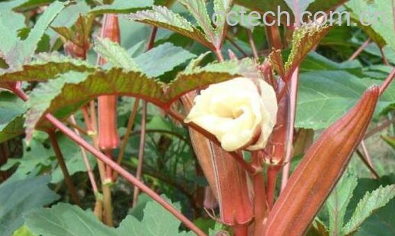 咖啡黄葵怎么吃 咖啡黄葵的食用方法-0