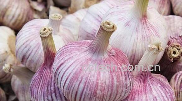 大蒜头的功效与作用-0