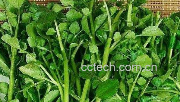 豆瓣菜的功效与作用-0