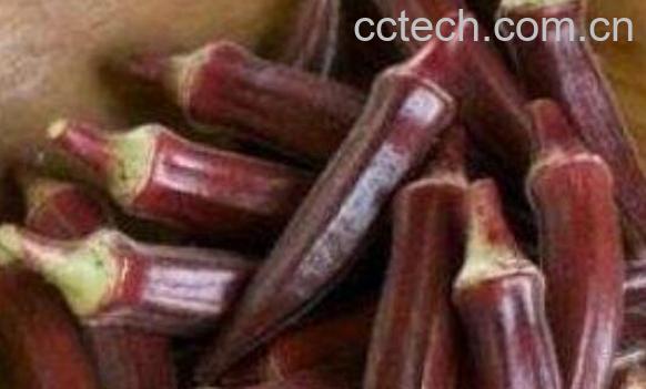 咖啡黄葵怎么吃 咖啡黄葵的食用方法-1