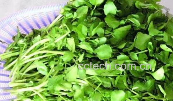 豆瓣菜的功效与作用-1