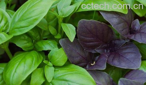 新鲜罗勒怎么吃 罗勒的做法-1