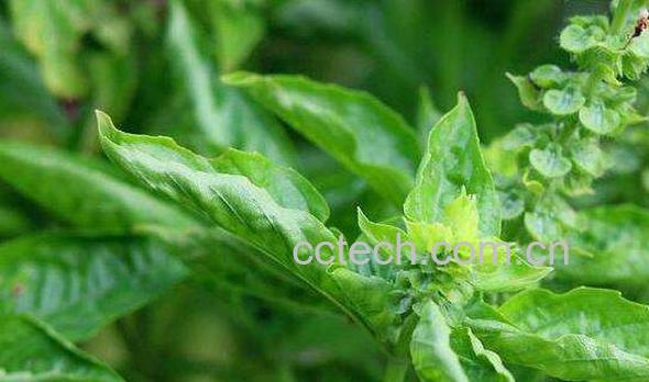 新鲜罗勒怎么吃 罗勒的做法-0