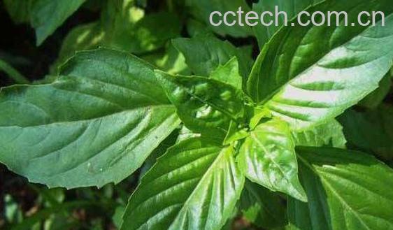 罗勒的功效与作用 罗勒的禁忌-1