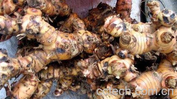 野山姜的功效与作用 野山姜怎么吃-0