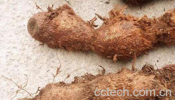 野山姜的功效与作用 野山姜怎么吃-1