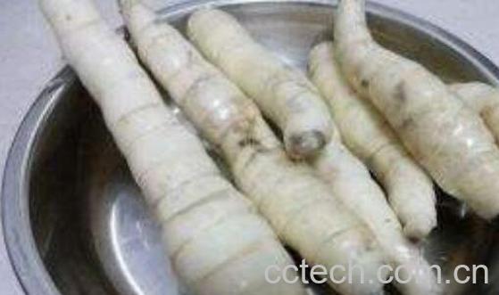 冬粉薯的功效与作用 冬粉薯与什么相克-0
