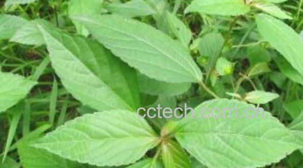 铁苋菜的吃法 铁苋菜的食用方法-0