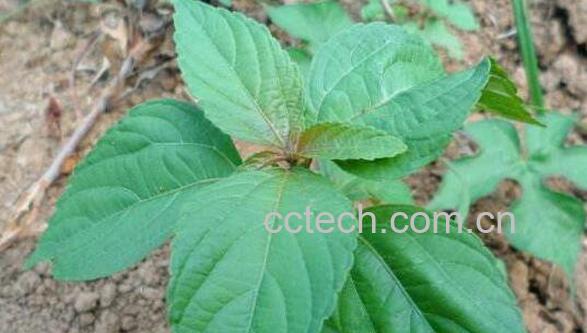 铁苋菜的吃法 铁苋菜的食用方法-1