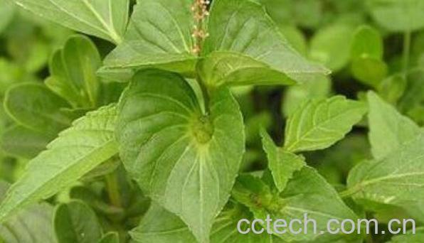 铁苋菜的功效与作用 铁苋菜的禁忌-0