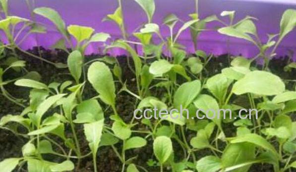 金鸡毛菜的功效与作用 金鸡毛菜的副作用-0