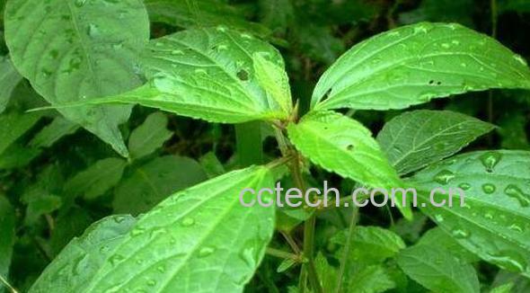 铁苋菜的功效与作用 铁苋菜的禁忌-1