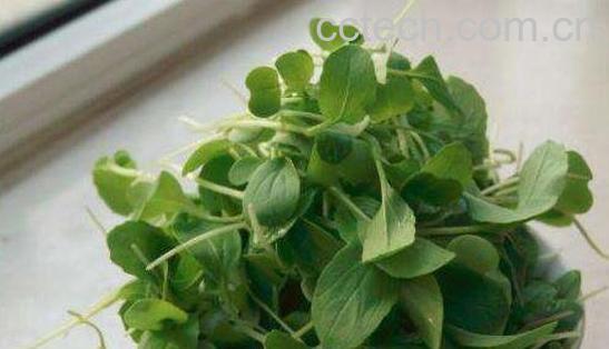 金鸡毛菜怎么吃 金鸡毛菜的食用方法-1