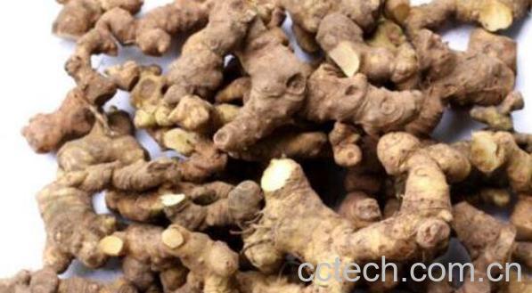 野山姜是什么 野山姜泡脚有什么功效-1