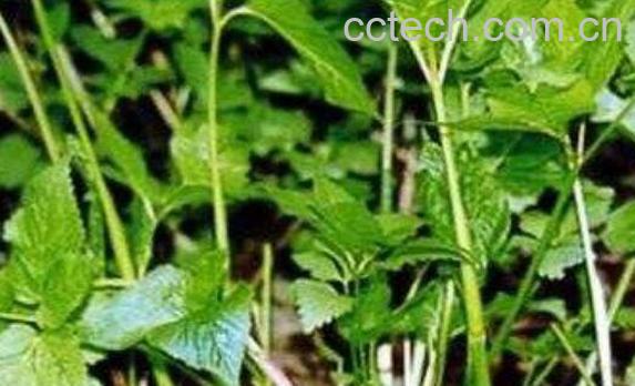 茴芹的功效与作用-0