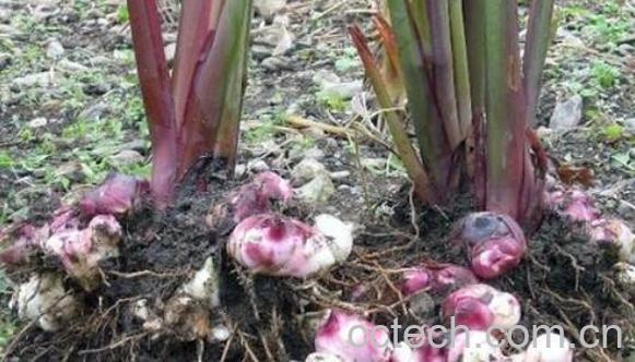 姜芋的功效和作用 姜芋的禁忌-1